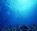海螵蛸治支气管哮喘