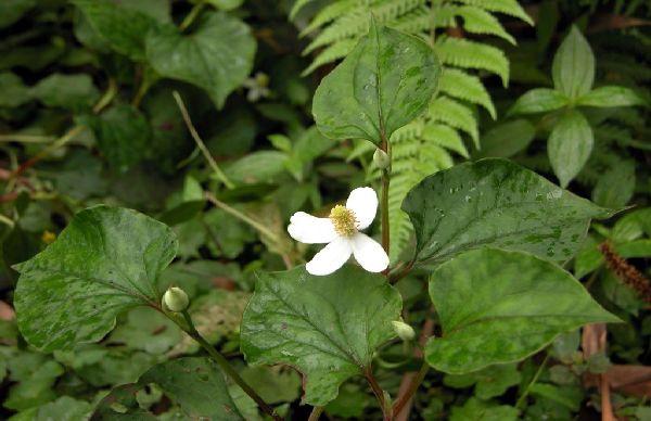 治疗肺癌12小偏方_圈子话题_快速问医生