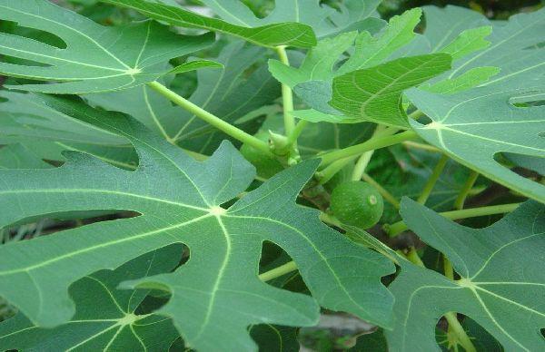 无花果叶治痔疮