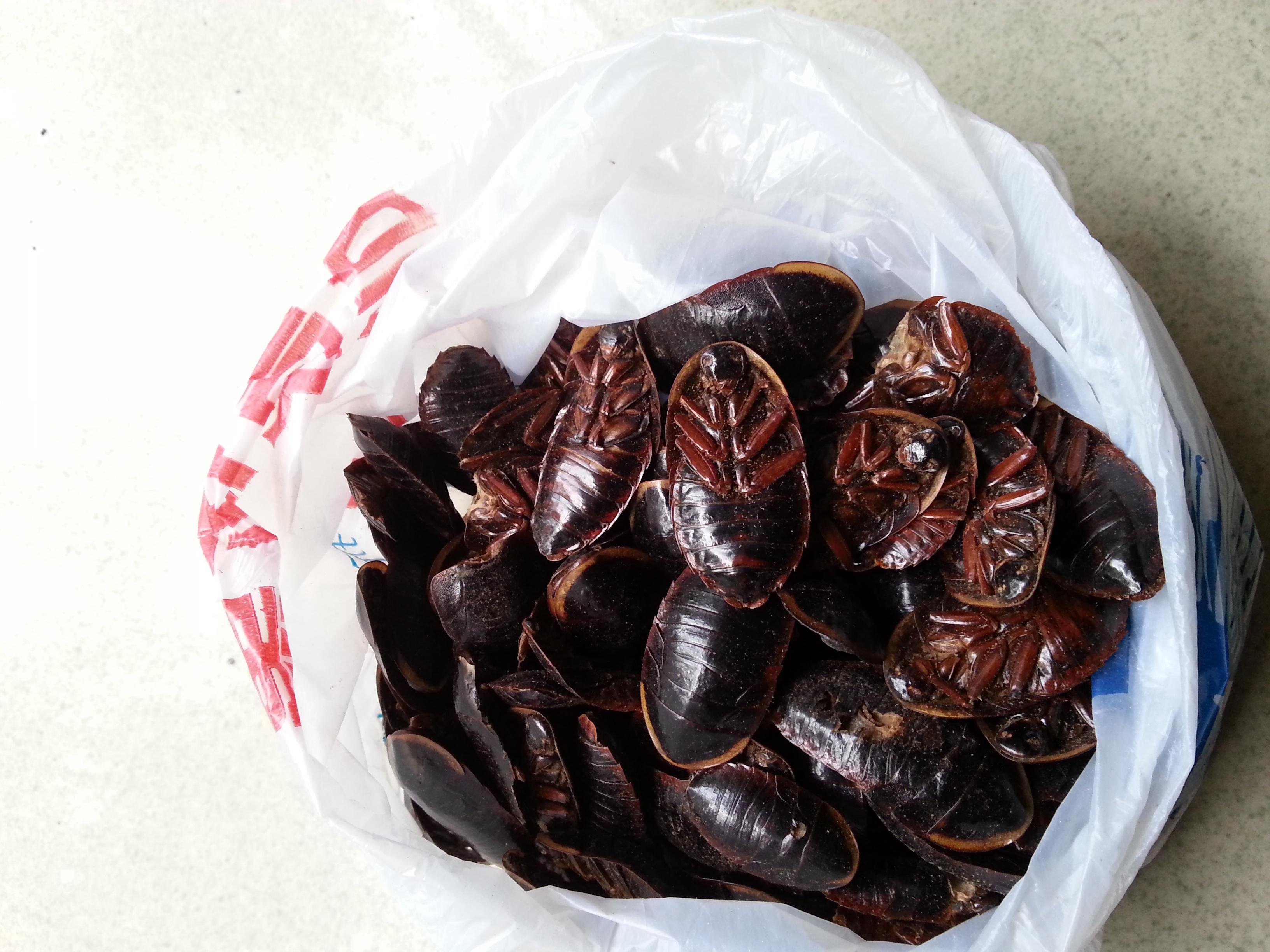 怎么在药店买的鳖甲像一种小虫子呢?鳖甲不就是外壳吗?