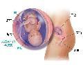 胎儿发育15周科学图解