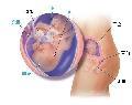 胎儿发育18周科学图解