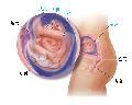 胎儿发育19周科学图解