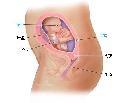 胎儿发育21周科学图解
