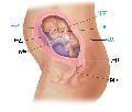 胎儿发育24周科学图解