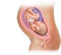 胎儿发育32周科学图解